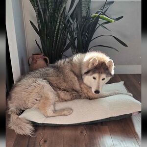 Majestic Pet Dog Bed – Medium 30x40 – Sherpa Top, Washable Cover, New